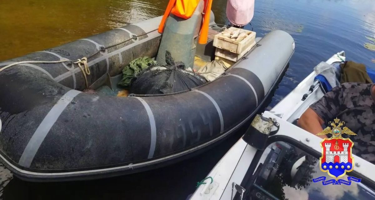 Житель Полесска наловил сетями 36 судаков и 100 окуней — против него возбудили дело